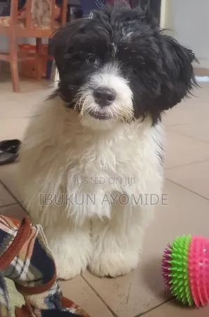 1+ year Male Purebred Lhasa Apso