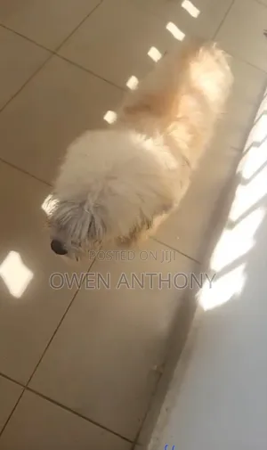 6-12 months Male Purebred Lhasa Apso