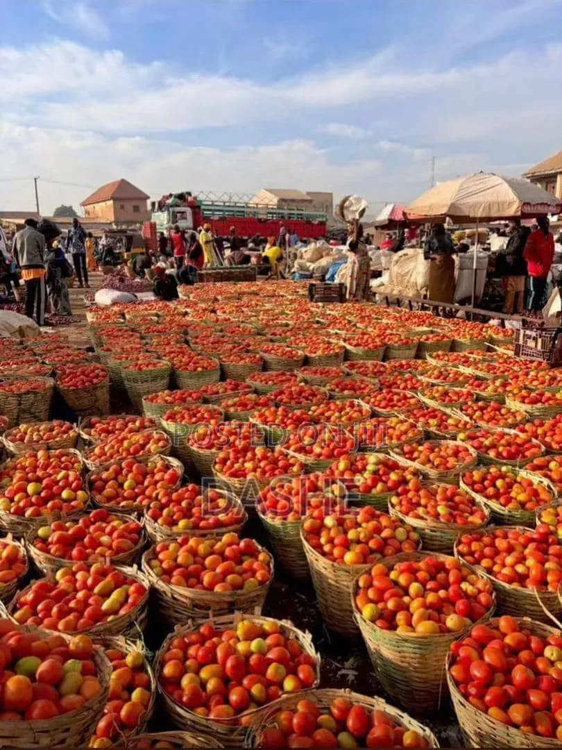 Fresh UTC Tomatoes