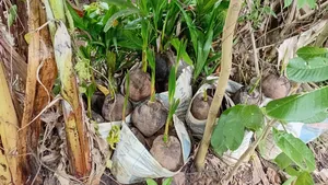Malaysian Dwarf Coconut Seedlings