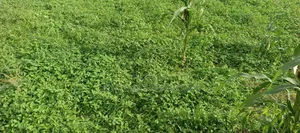 2500 SQM Plot of Land for Sale in Phase 1 Jikwoyi, Abuja