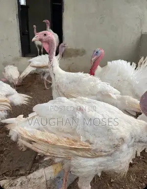 Live Foreign Turkey