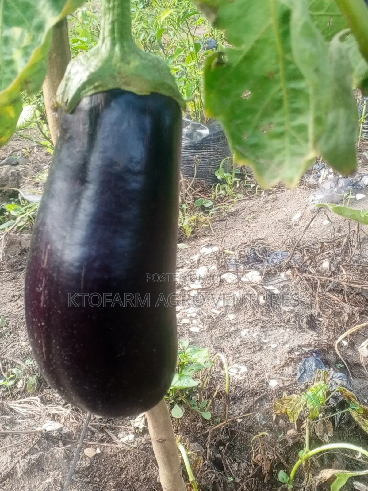 Eggplant Fruit