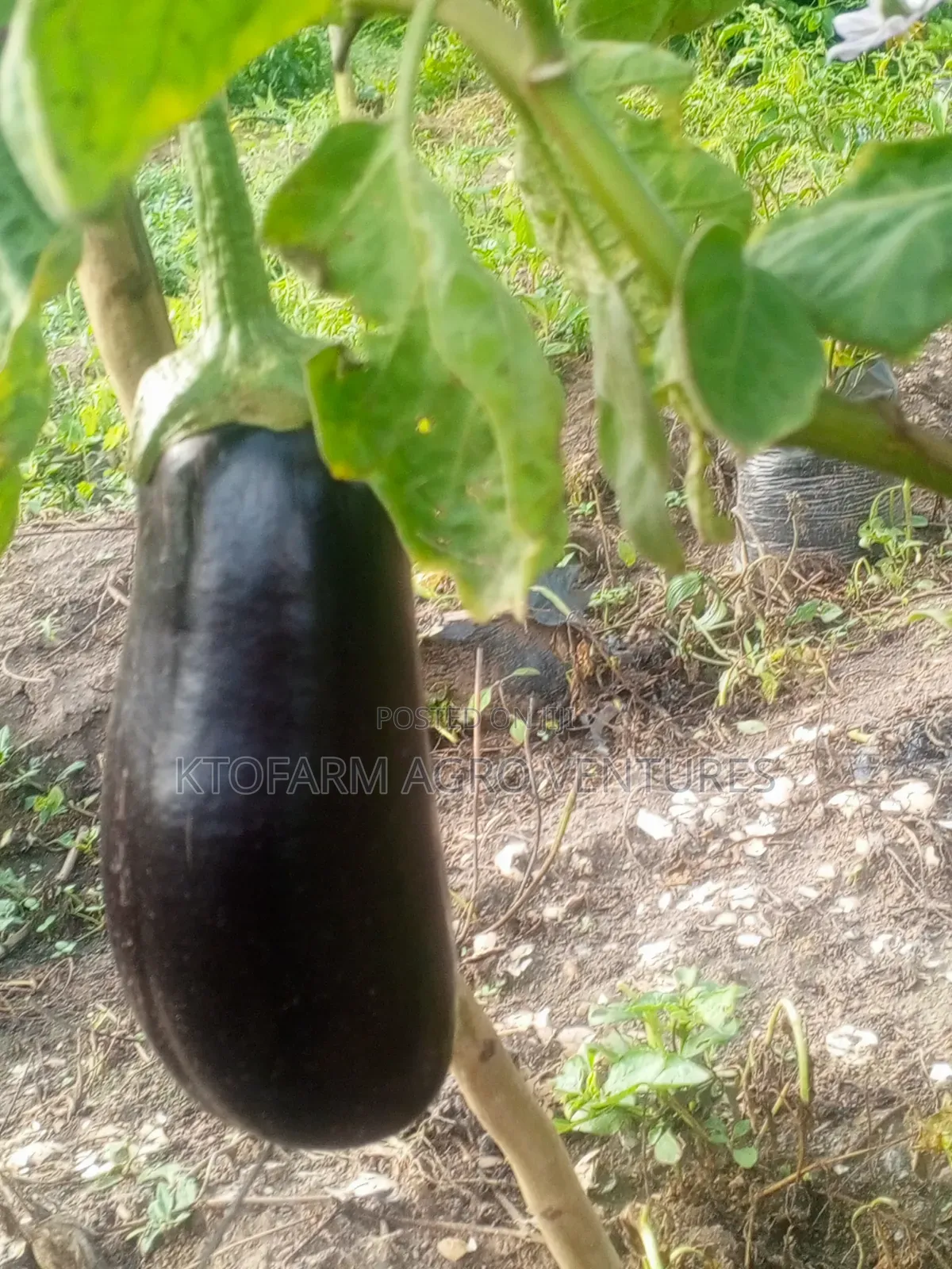Eggplant Fruit