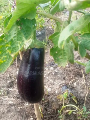 Eggplant Fruit