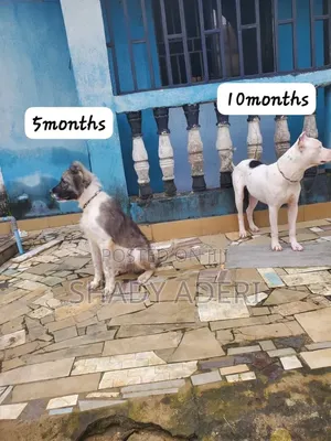 3-6 months Male Purebred Caucasian Shepherd