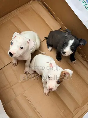 1-3 months Male Purebred American Pit Bull Terrier