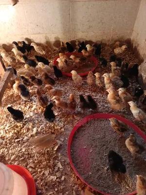 Day Old Noilers