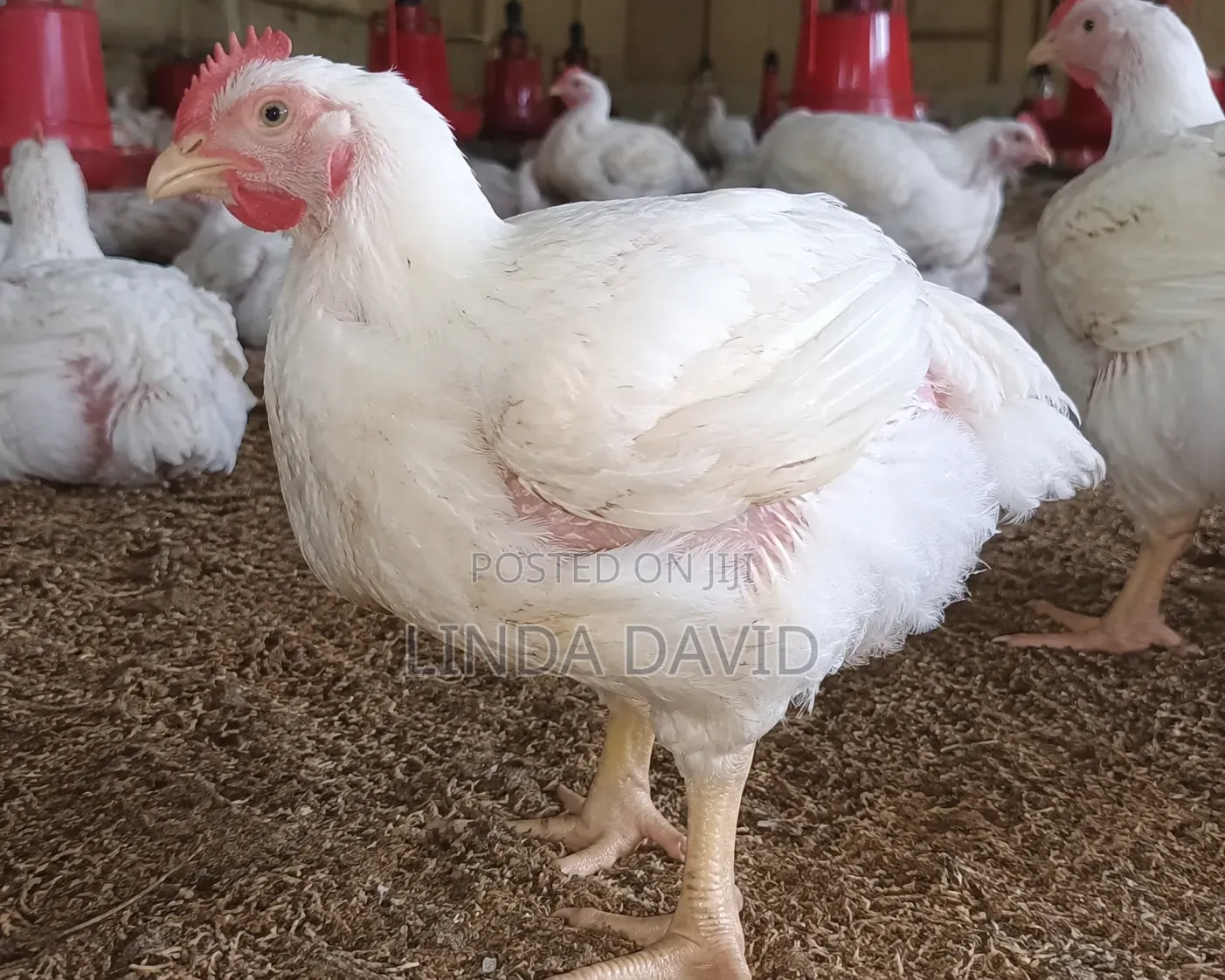Broiler Chicken 3months Plus
