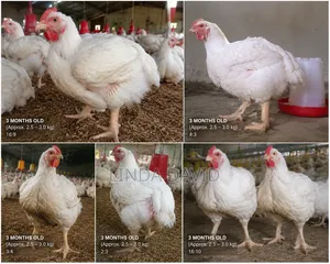 Broiler Chicken 3months Plus