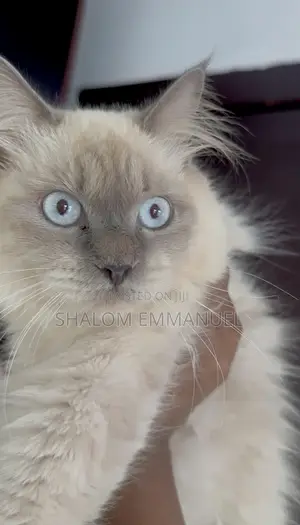 1-3 months Male Purebred Ragdoll