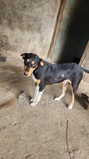 3-6 months Male Mixed Breed Dog