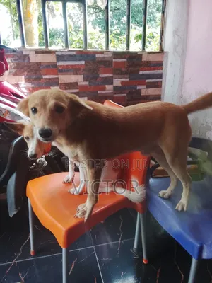 6-12 months Male Mixed Breed Mongrel (No Breed)
