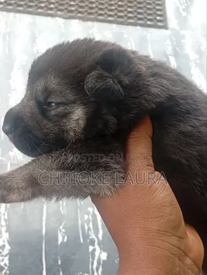 Caucasian German Shepherds