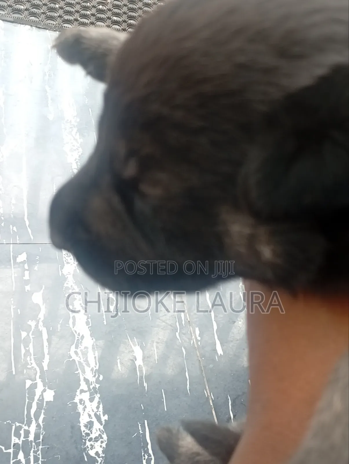 Caucasian German Shepherds