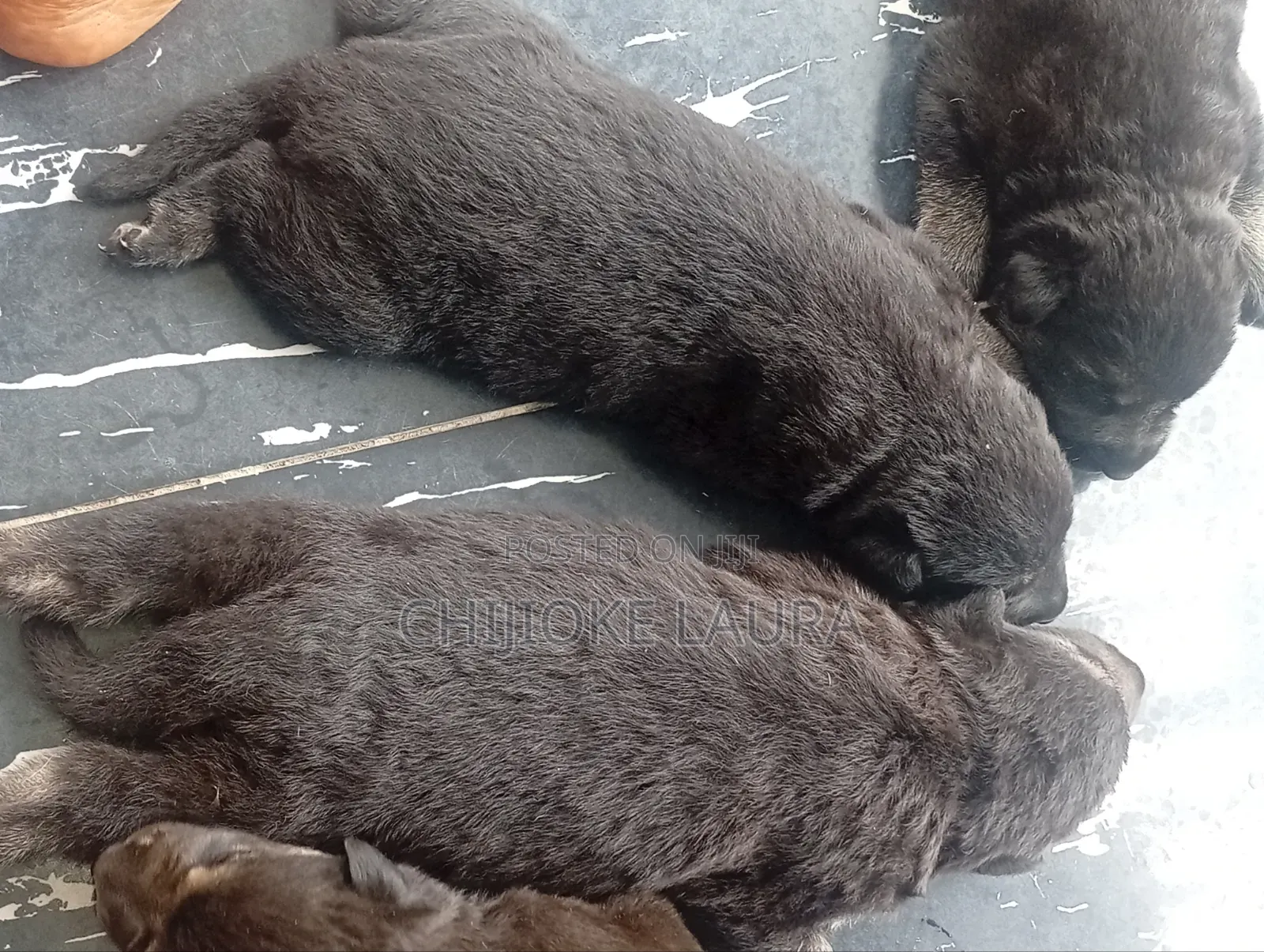 Caucasian German Shepherds