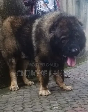 Caucasian German Shepherds