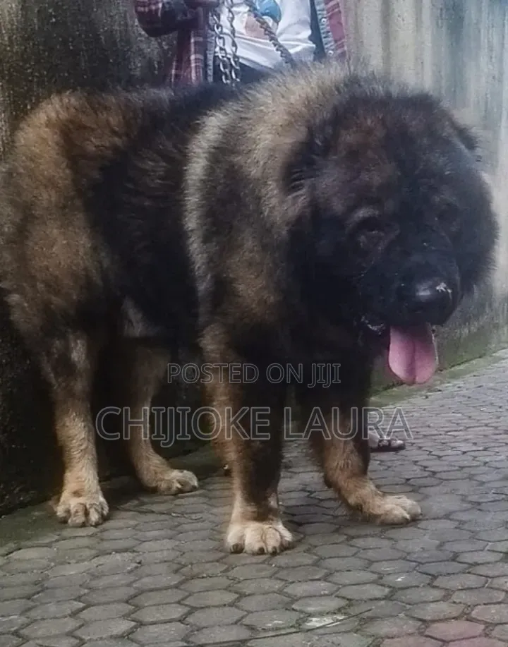 Caucasian German Shepherds