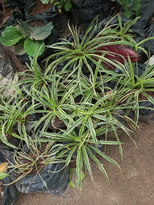 Spider Plant