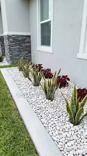 Fresh Natural Plants