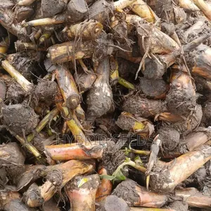 Hybrid Plantain Suckers