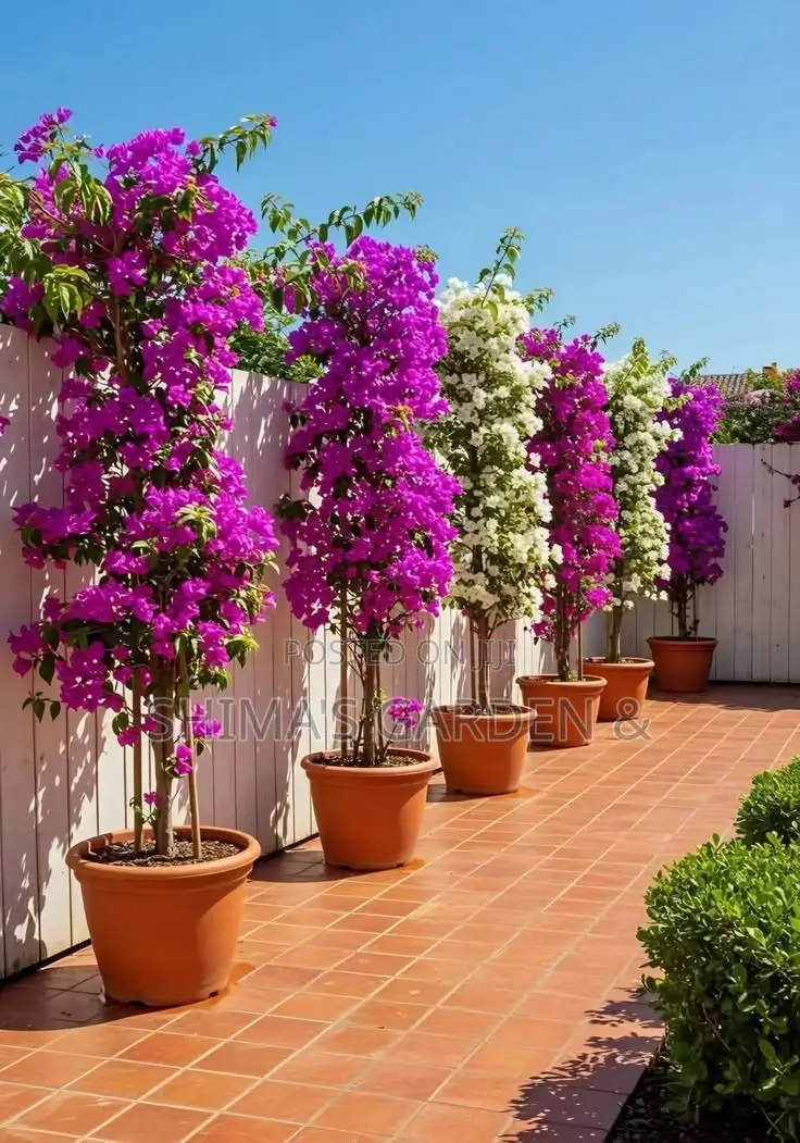 Fresh Natural Plants