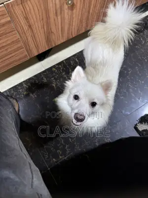1+ year Male Purebred American Eskimo
