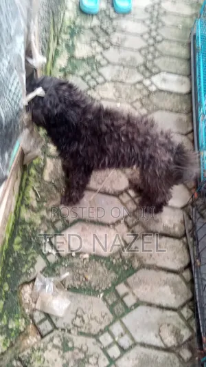1+ year Female Purebred Lhasa Apso