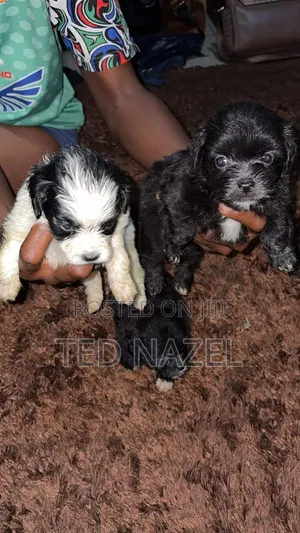 1-3 months Female Purebred Lhasa Apso