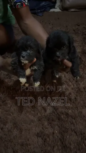 1-3 months Female Purebred Lhasa Apso