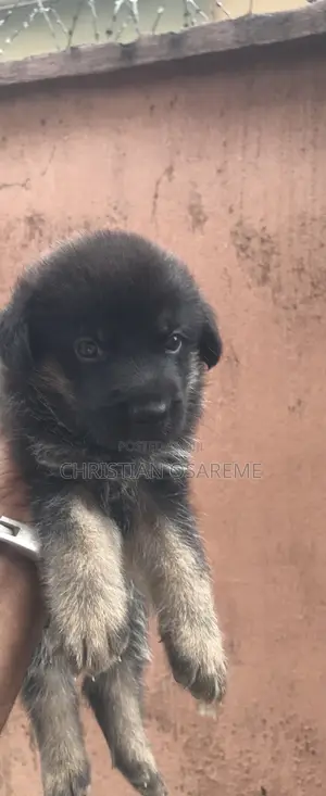 1-3 months Male Purebred German Shepherd