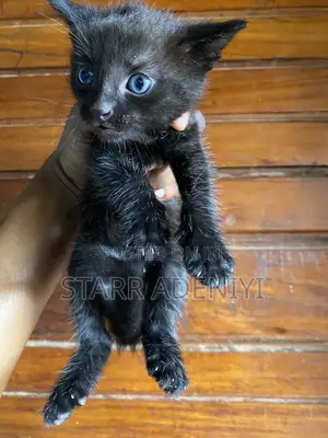 1-3 months Female Purebred Cat