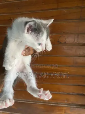 1-3 months Male Purebred Cat