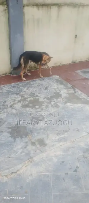 1+ year Female Purebred German Shepherd