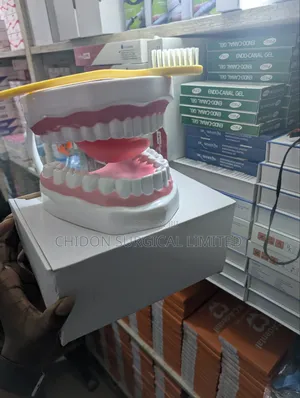 Dental Model Nd Brush 