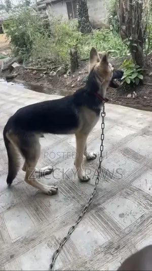3-6 months Male Purebred German Shepherd