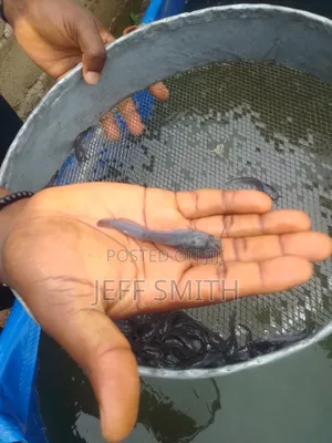 Catfish Fingerlings Juveniles