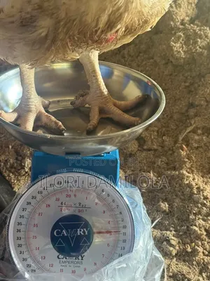 Broilers for Sale