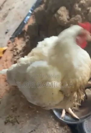 Broilers for Sale