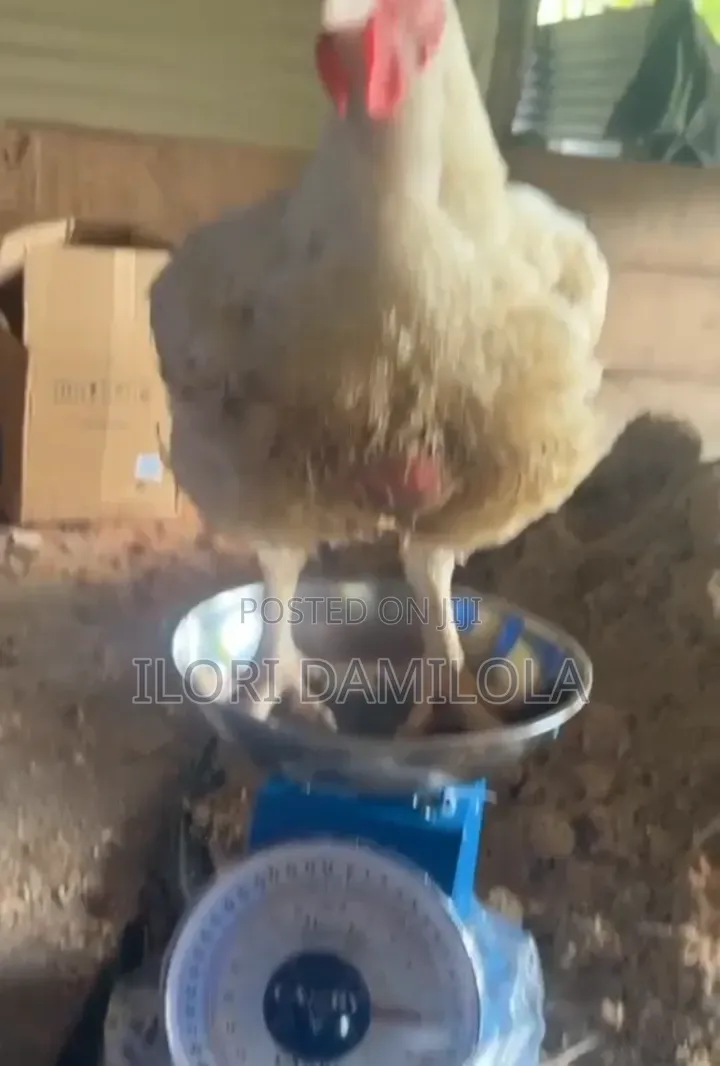 Broilers for Sale