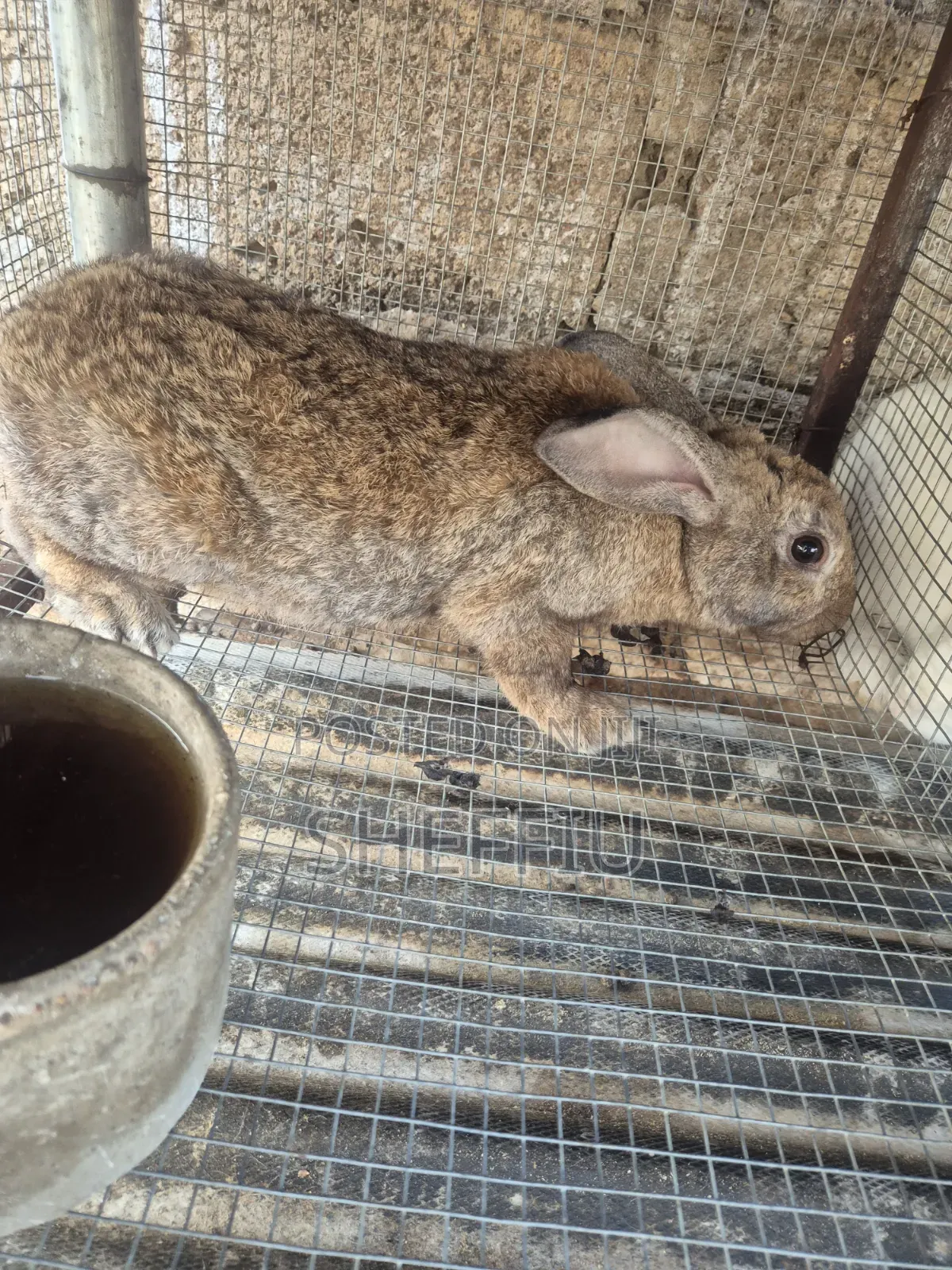 Rabbit Meat Available