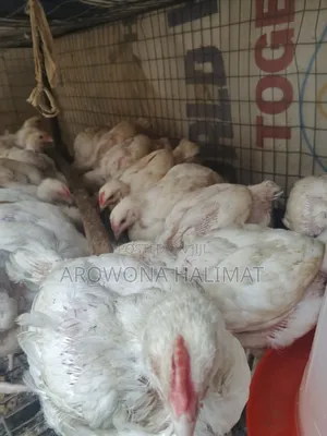 Chicken/Birds