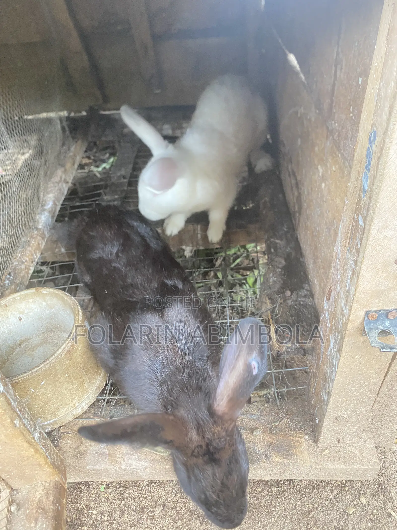 Adult Rabbit