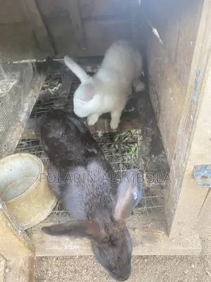Adult Rabbit