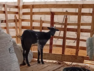 Sale of Live Goat and Smoked Once