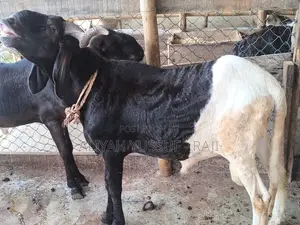 Quality Balami/Huda Ram for Sale