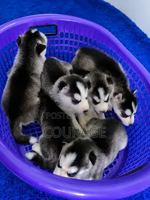 1-3 months Female Purebred Siberian Husky