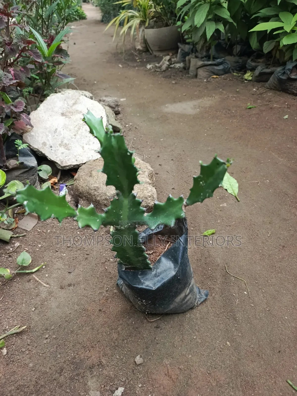 Candelabra Cactus/ Dragon Bones