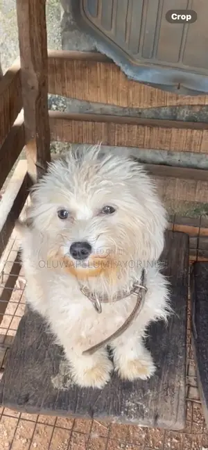 6-12 months Female Purebred Lhasa Apso