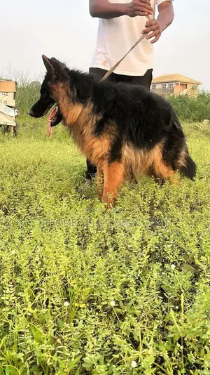 1+ year Male Purebred German Shepherd
